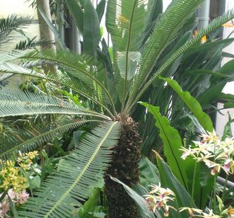 Doppel-Palmfarn (Dion edule) im Botanischen Garten Karlsruhe