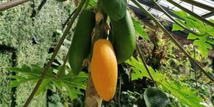 Botanischer Garten Karlsruhe, Früchte am Papaya-Baum im Tropenhaus