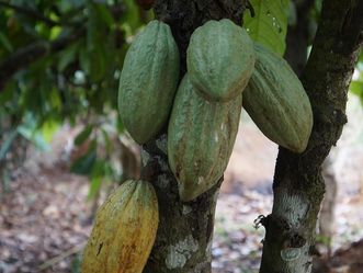 Kakaopflanze mit Kakaofrucht