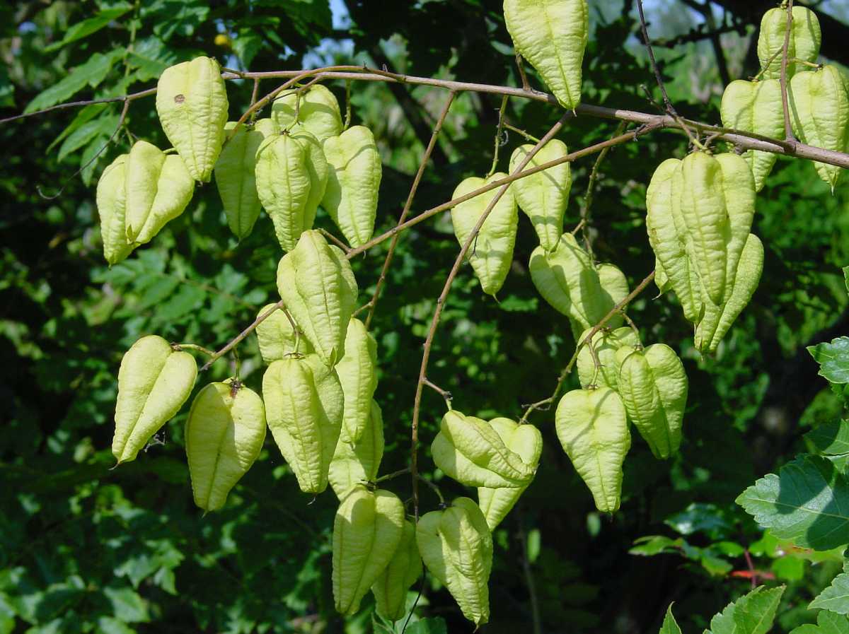 Blasenesche im Botanischen Garten Karlsruhe