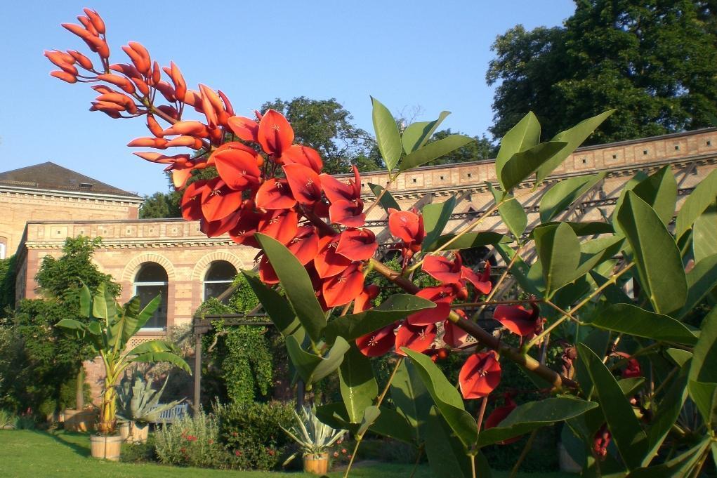 Cockspur coral tree (Erythrina crista-galli) in front of the gatehouse at the Karlsruhe Botanical Gardens