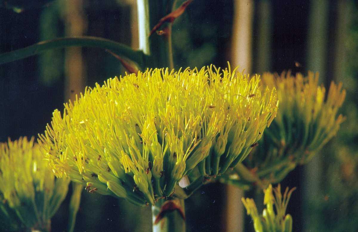 Agave blossom