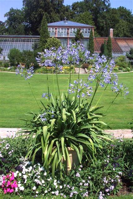 Agapanthus