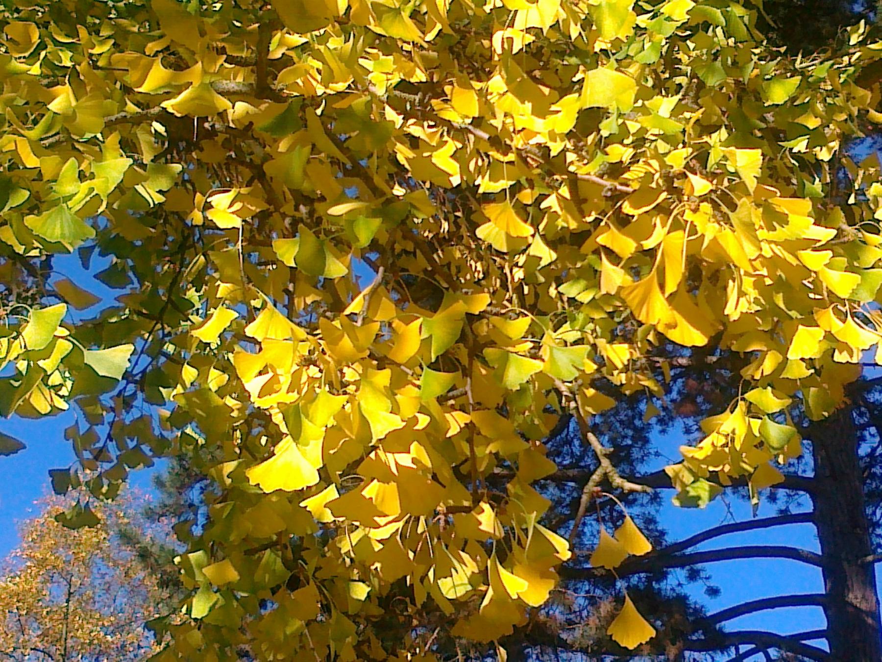 Ginkgo
