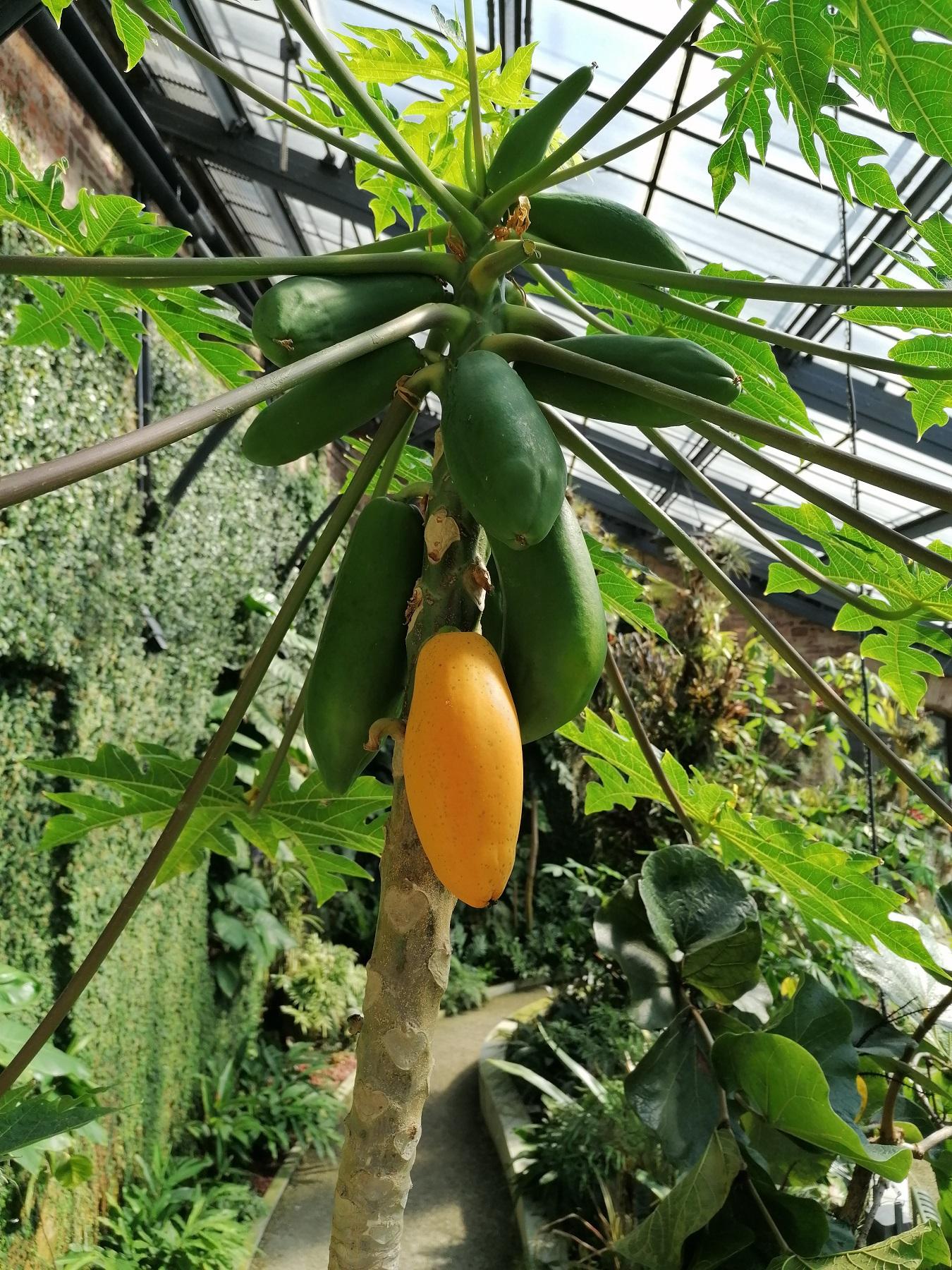 Carica papaya