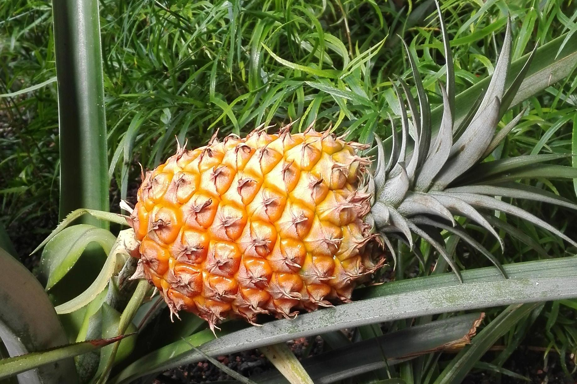 Botanischer Garten Karlsruhe, Ananas