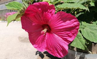 Botanischer Garten Karlsruhe, Blüte des Staudeneibischs