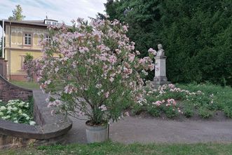 Botanischer Garten Karlsruhe, Oleander im Kübel