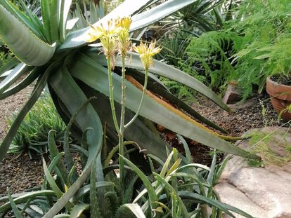 Botanischer Garten Karlsruhe, Blühende Aloe im Kamelien- und Sukkulentenhaus