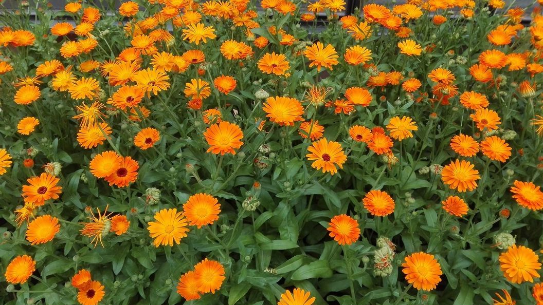 Botanischer Garten Karlsruhe, Detailaufnahme Ringelblumenbeet