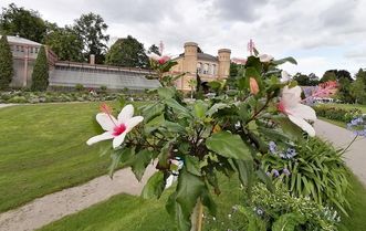 Botanischer Garten Karlsruhe, Hibiskus