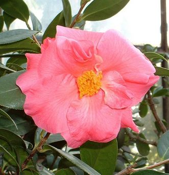 Camellia