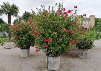 Botanischer Garten Karlsruhe, Hibiskusstrauch