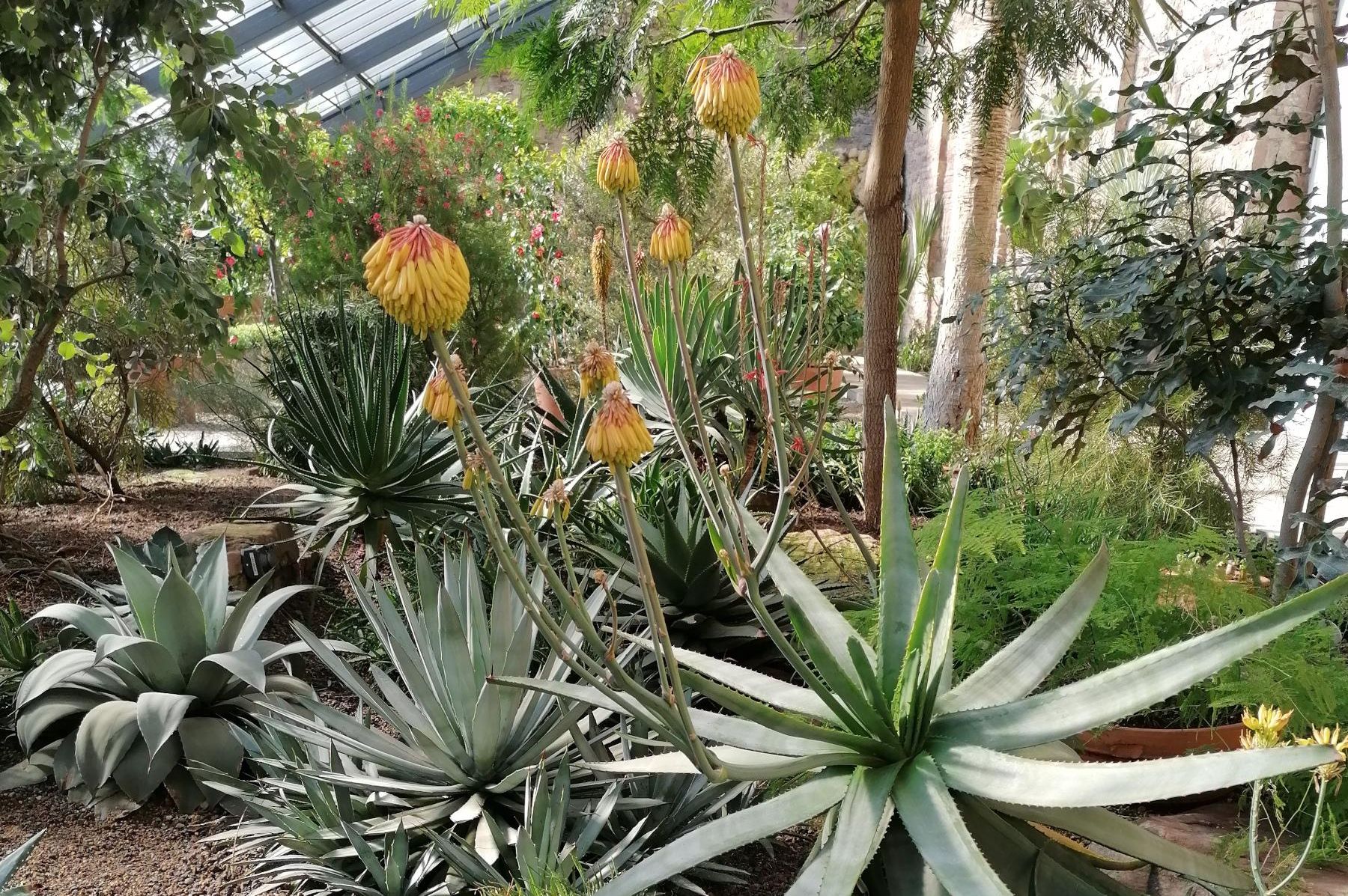 Botanischer Garten Karlsruhe, Aloe im Gewächshaus