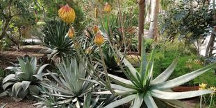 Botanischer Garten Karlsruhe, Aloe im Gewächshaus