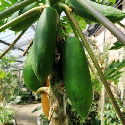 Botanischer Garten Karlsruhe, Früchte der Papaya im Tropenhaus