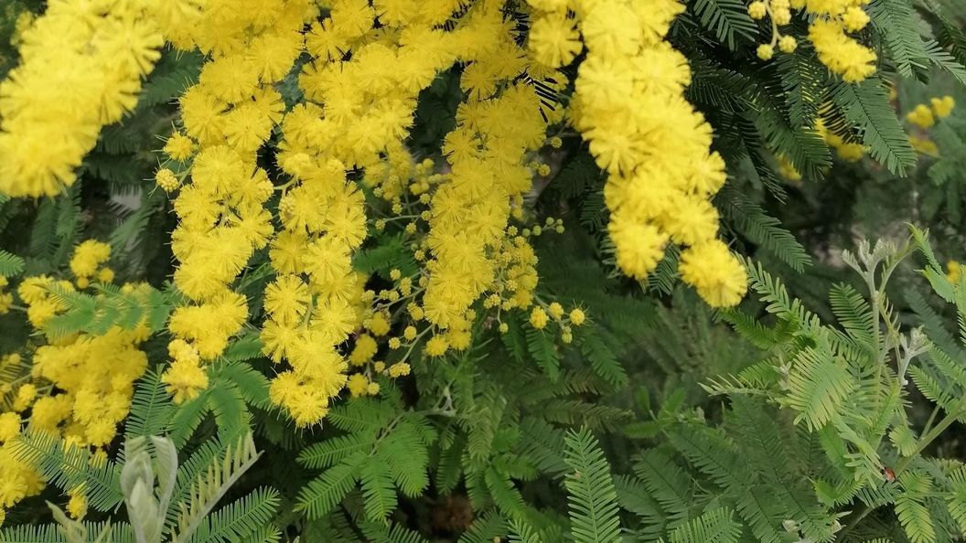 Botanischer Garten Karlsruhe, Kalthaus, Silberakazie