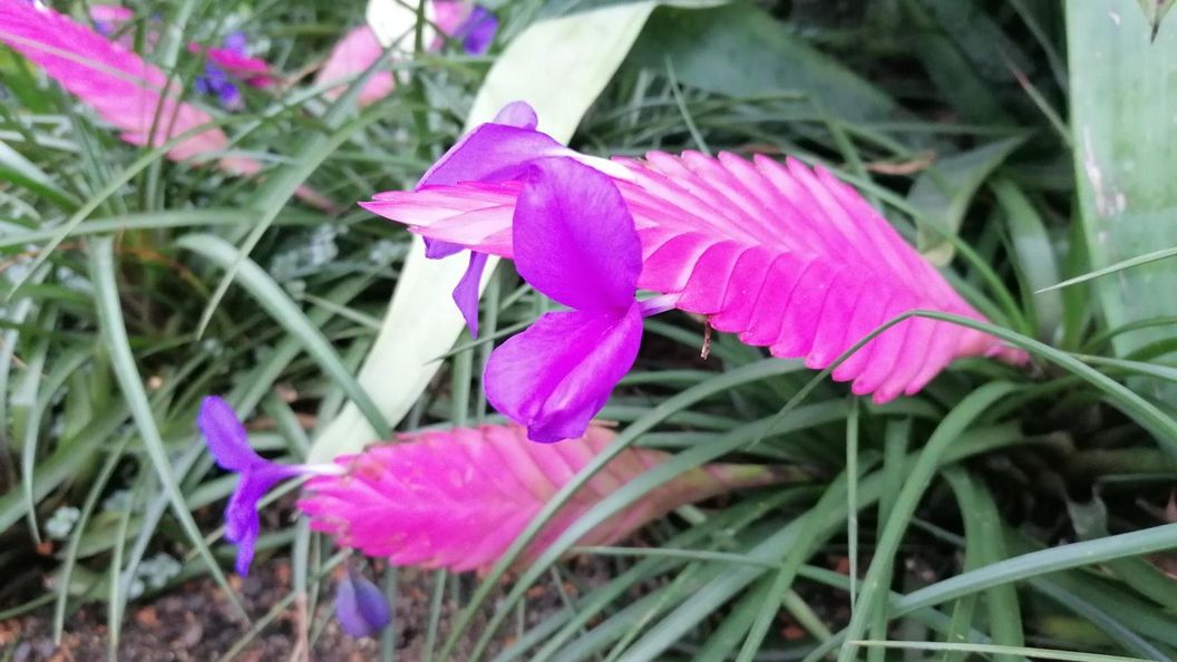 Botanischer Garten Karlsruhe, blaue Tillandsie