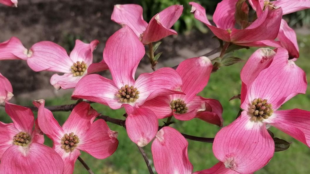 Botanischer Garten Karlsruhe, Blumenhartriegel