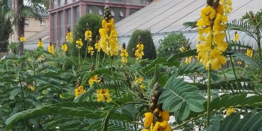 Botanischer Garten Karlsruhe, Senna didymobotrya