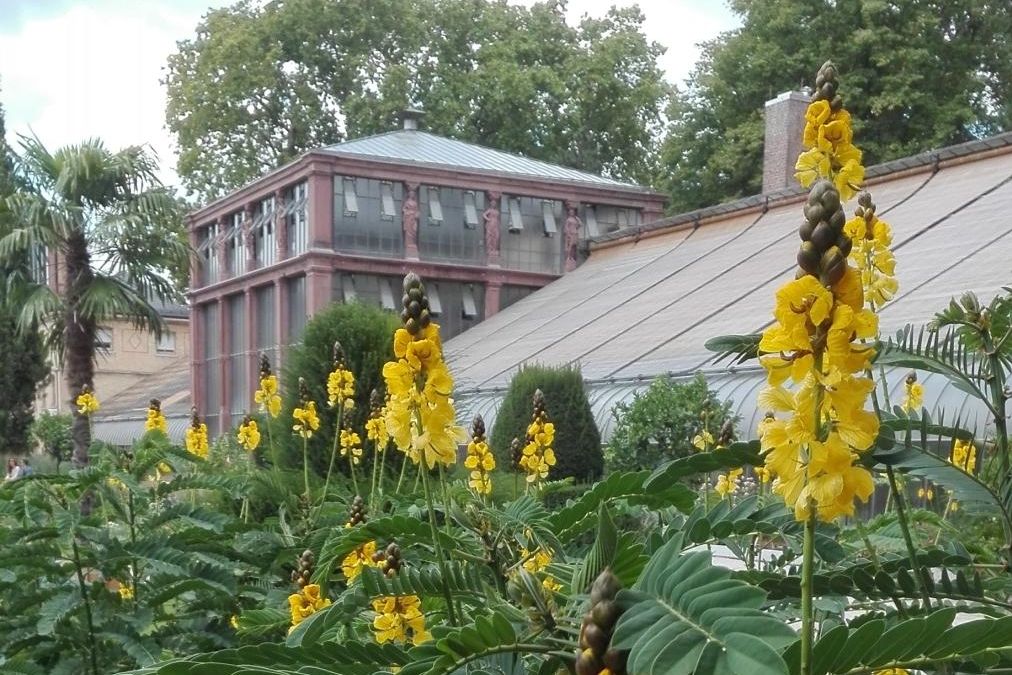 Botanischer Garten Karlsruhe, Senna didymobotrya