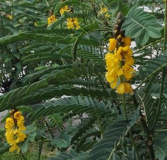 Botanischer Garten Karlsruhe, Senna didymobotrya