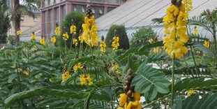 Botanischer Garten Karlsruhe, Senna didymobotrya