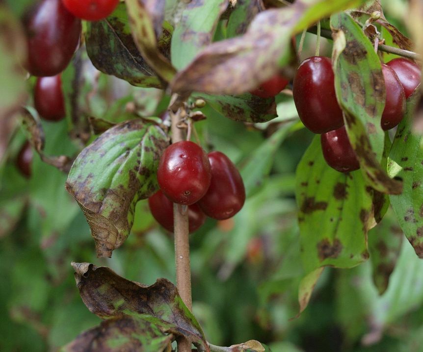 Botanischer Garten Karlsruhe, Blumenhartriegel, Kornelkirsche