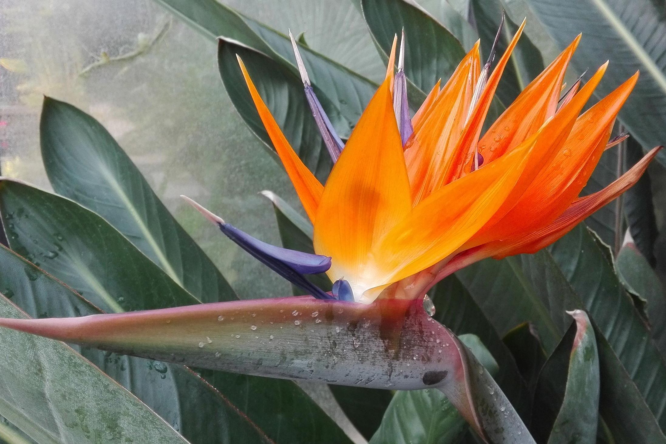 Botanischer Garten Karlsruhe, Strelitzie