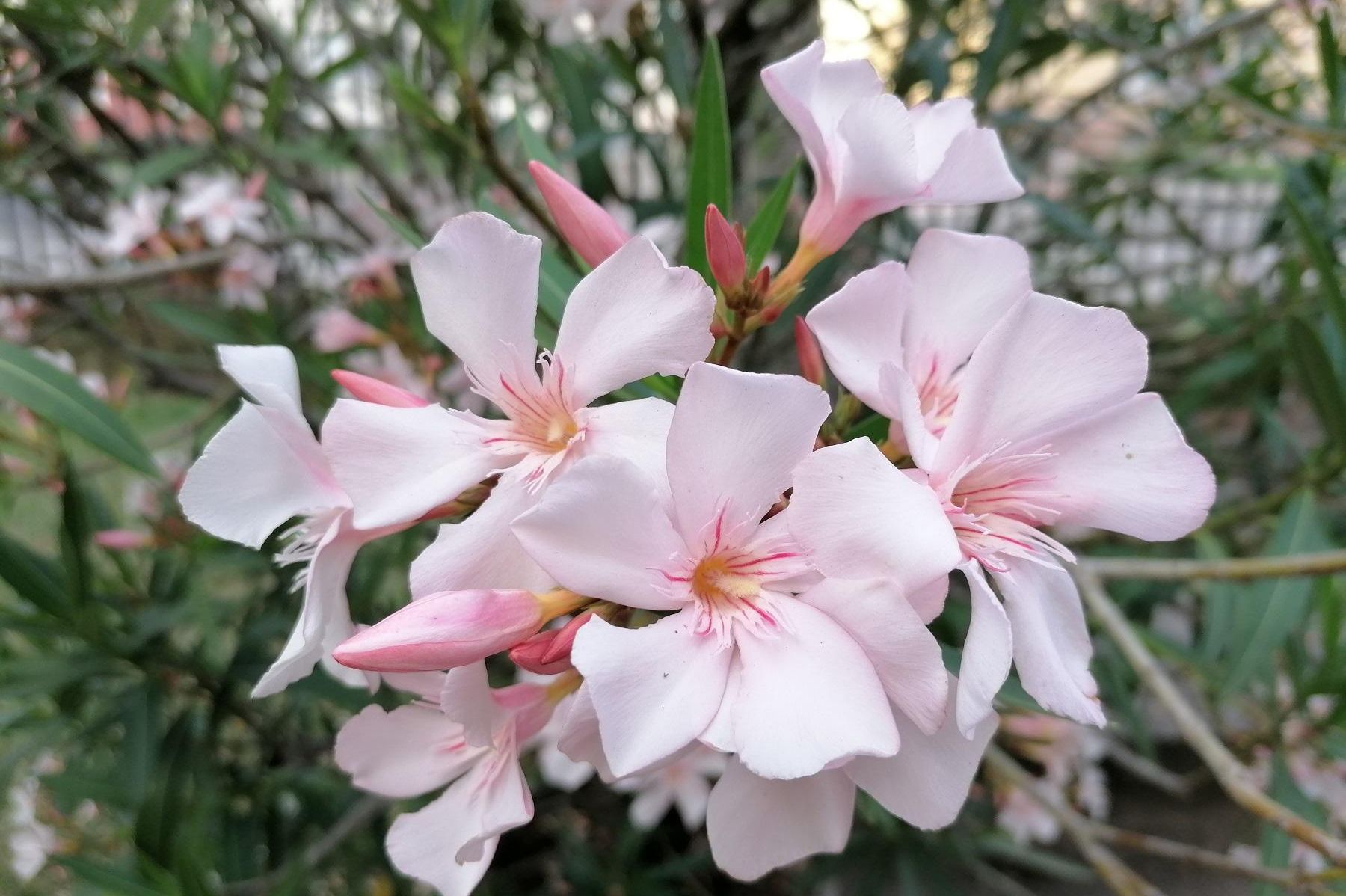 Botanischer Garten Karlsruhe, Oleanderblüten