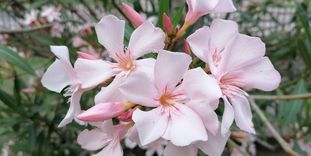 Botanischer Garten Karlsruhe, Oleanderblüten