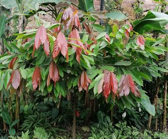 Botanischer Garten Karlsruhe, Kakaobaum