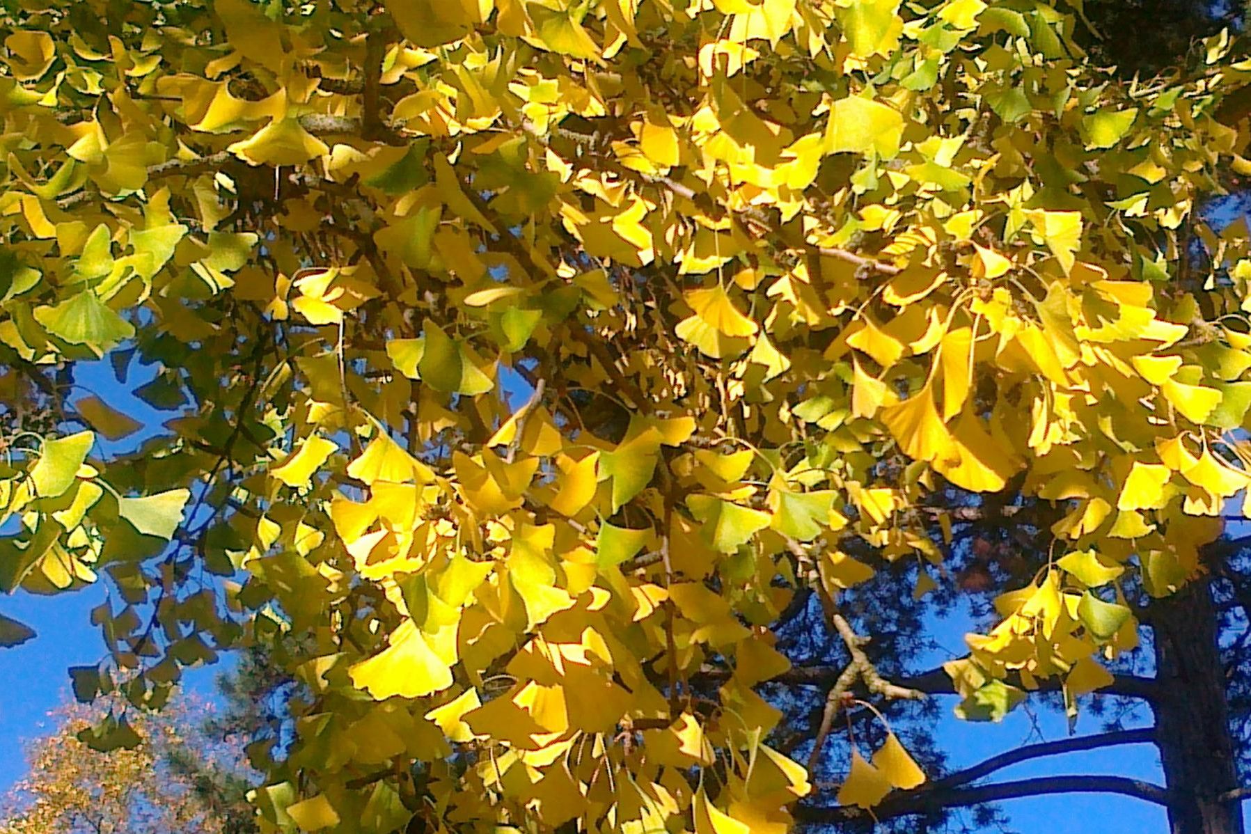 Botanischen Garten Karlsruhe, Ginko 