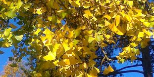 Botanischen Garten Karlsruhe, Ginko 