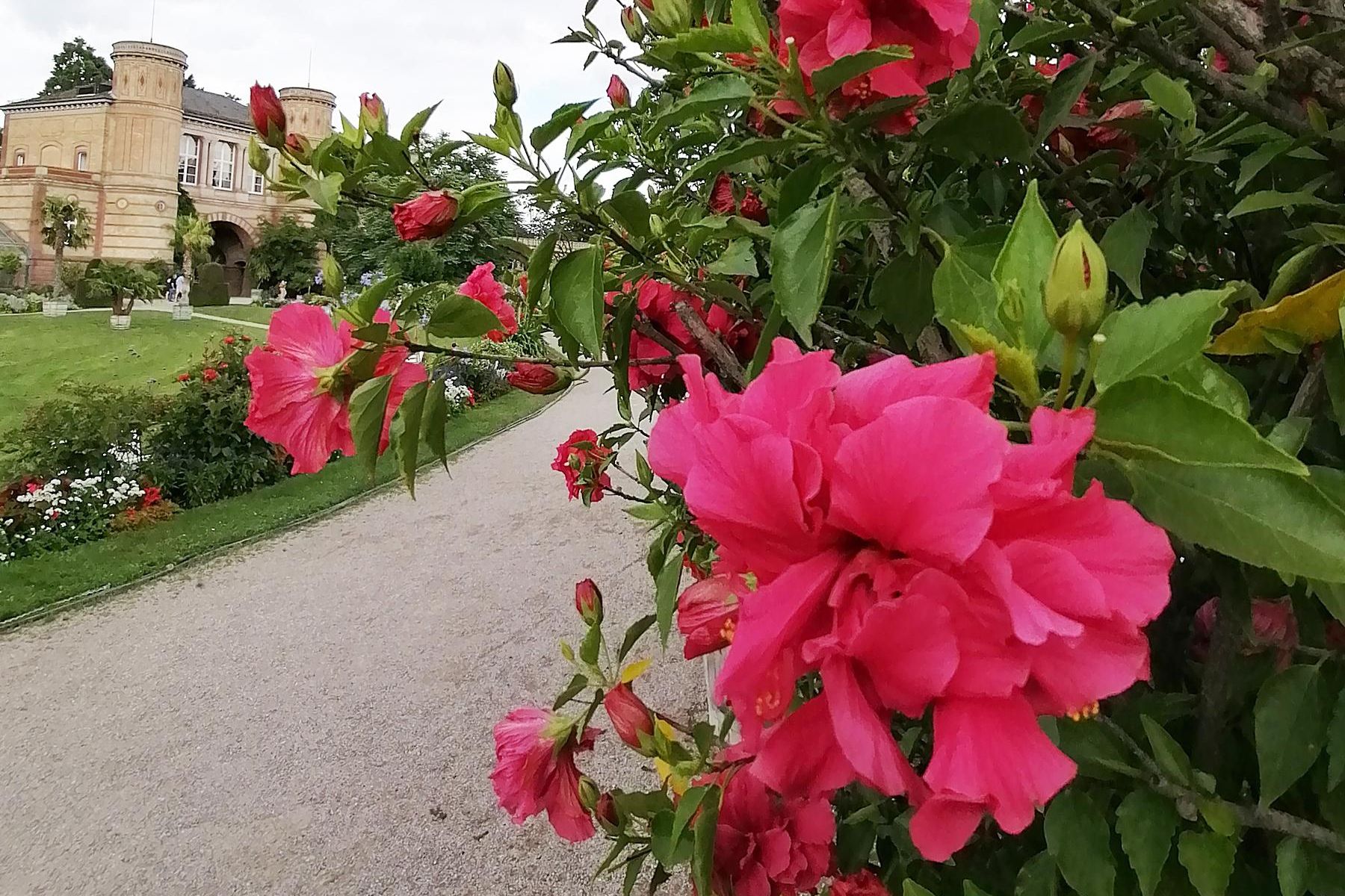 Botanischer Garten Karlsruhe, Hibiskus