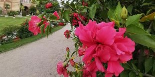 Botanischer Garten Karlsruhe, Hibiskus