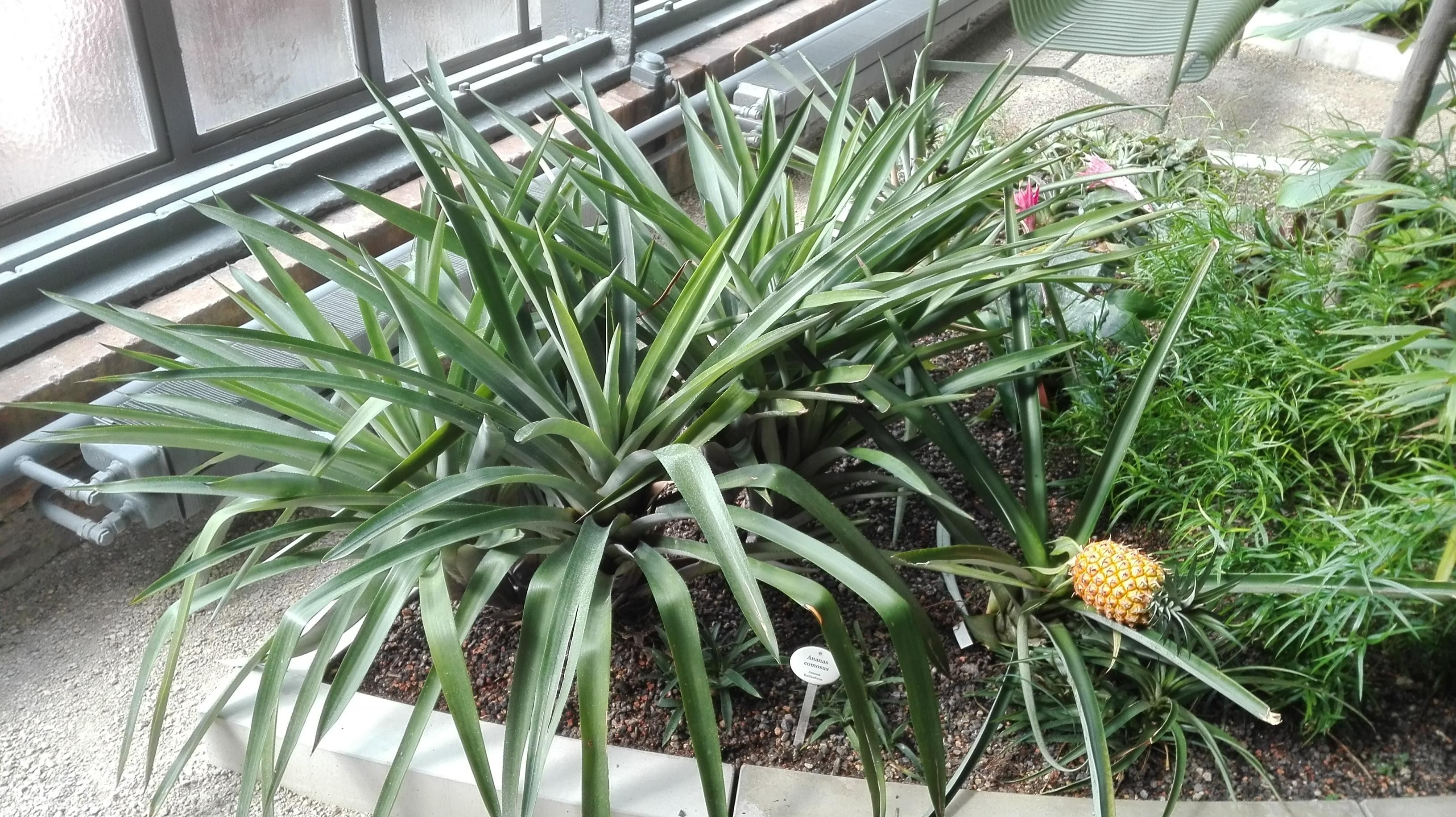 Botanischer Garten Karlsruhe Im Mai