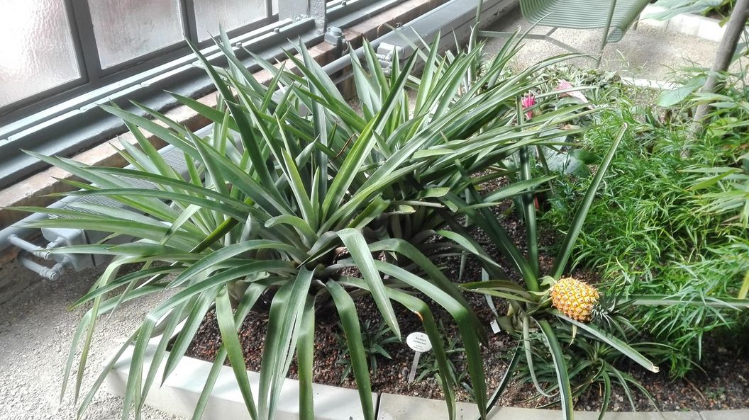 Botanischer Garten Karlsruhe, Ananas