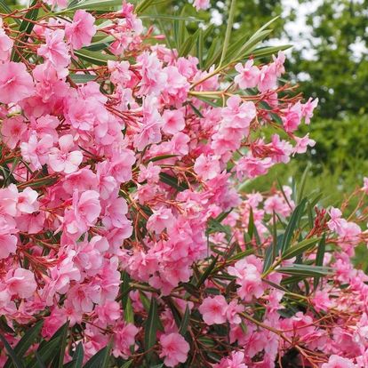 Botanischer Garten Karlsruhe, Oleanderblüten