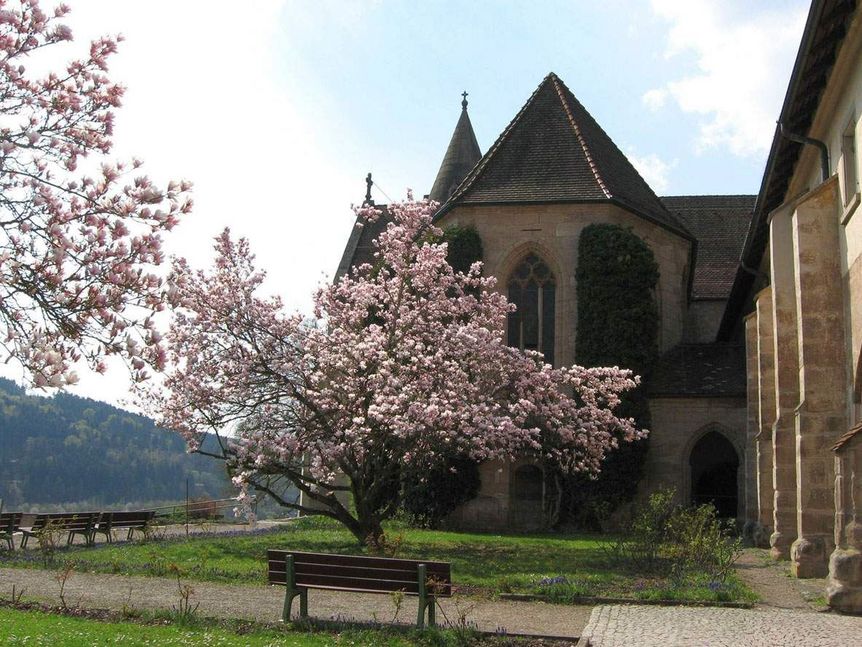 Kloster Lorch, Magnolie vor der Klosterkirche