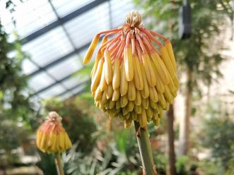 Botanischer Garten Karlsruhe, Aloe im Kamelien- und Sukkulentenhaus