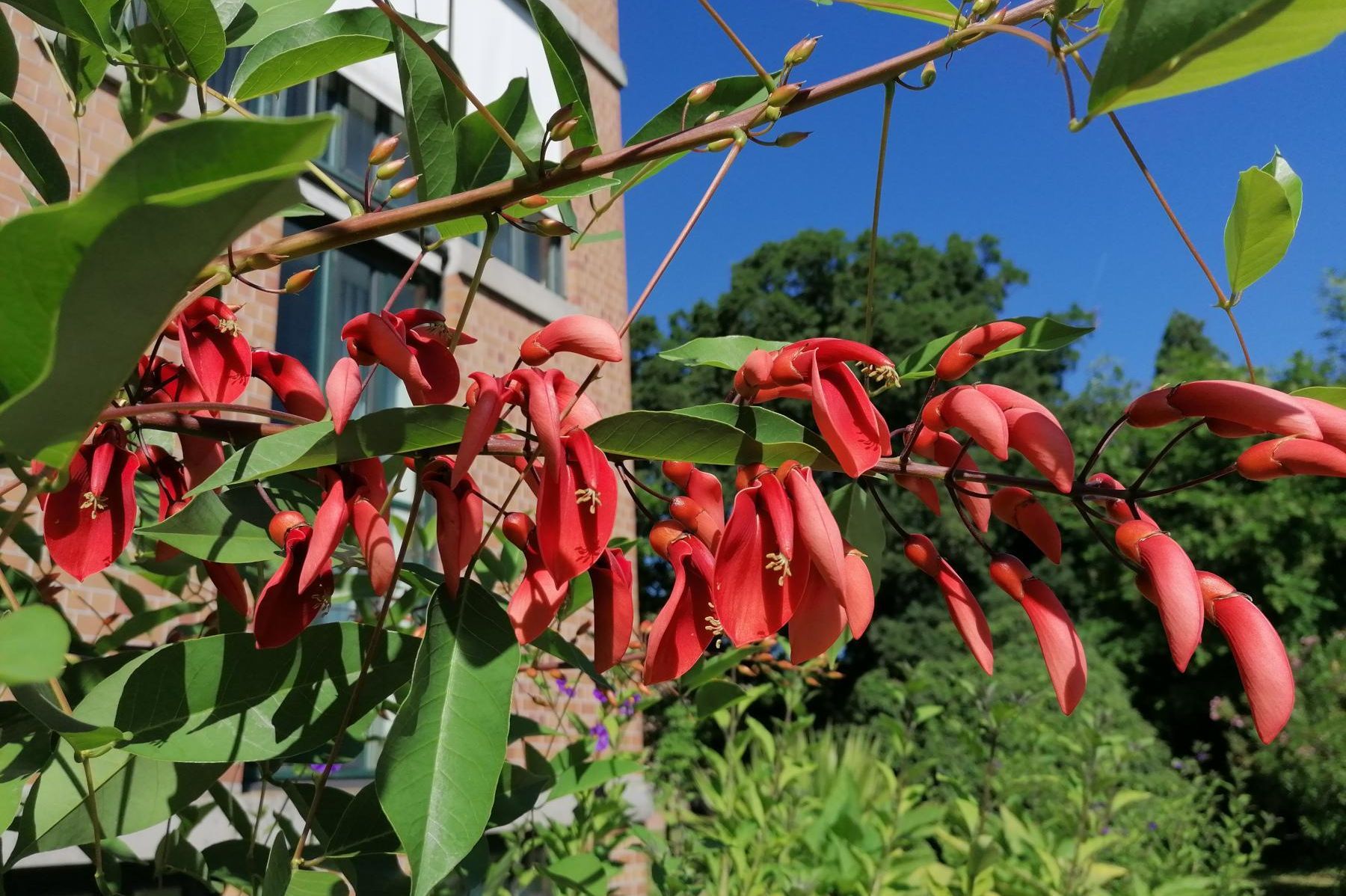 Botanischer Garten Karlsruhe, Korallenstrauch