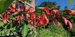 Botanischer Garten Karlsruhe, Korallenstrauch