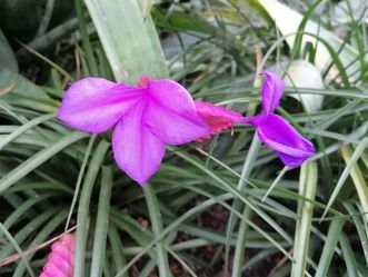 Botanischer Garten Karlsruhe, blaue Tillandsie