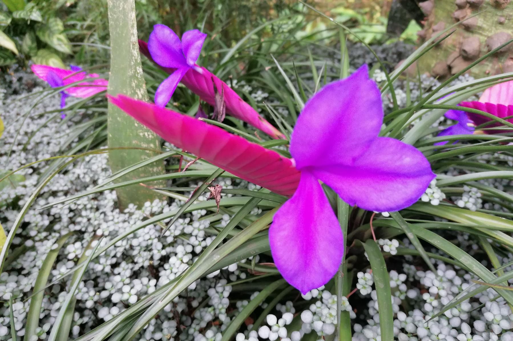 Botanischer Garten Karlsruhe, blaue Tillandsie