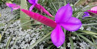 Botanischer Garten Karlsruhe, blaue Tillandsie