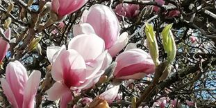 Botanischer Garten Karlsruhe, Magnolienblüte