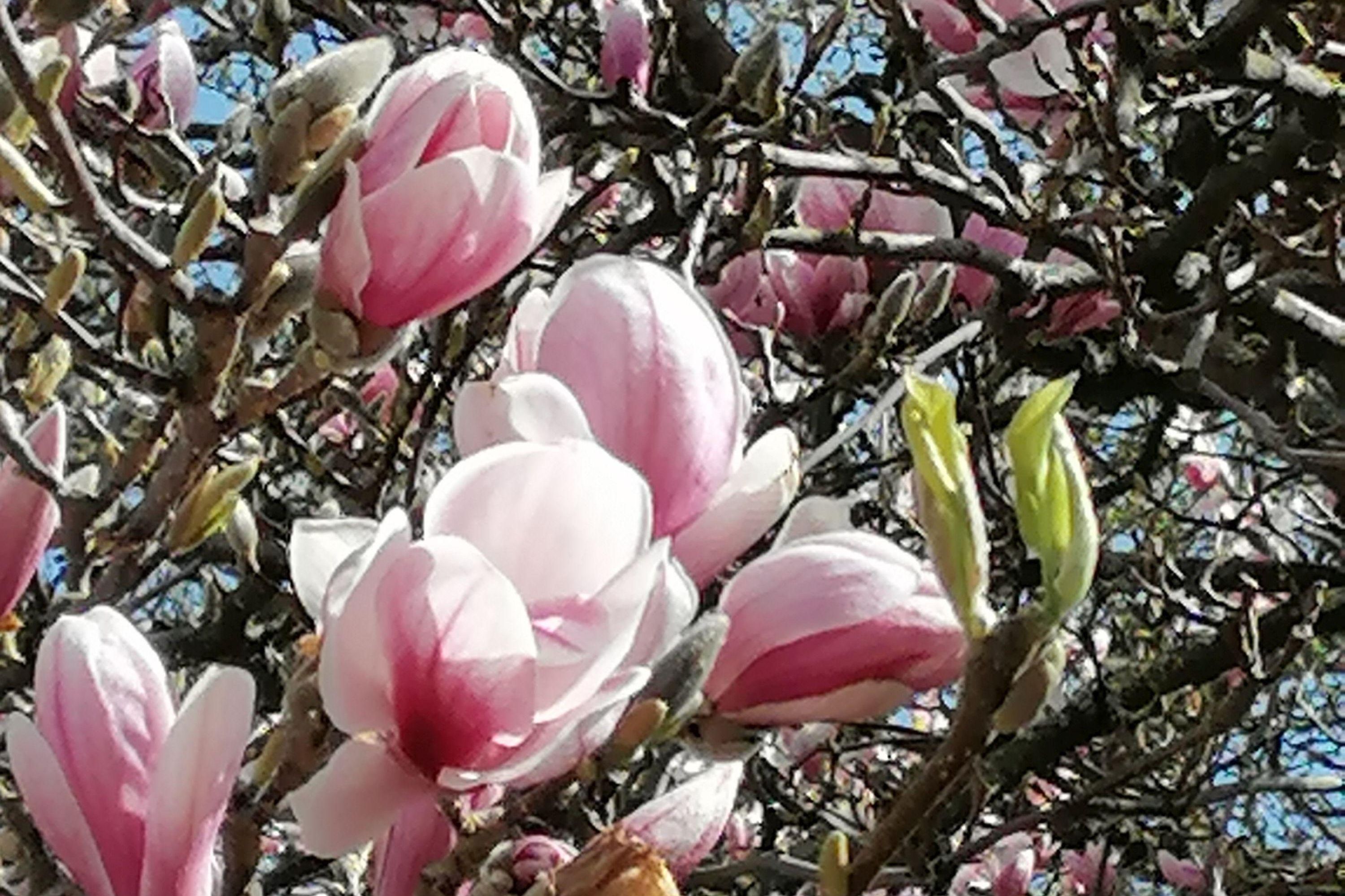 Botanischer Garten Karlsruhe, Magnolienblüte