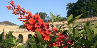 Korallenstrauch (Erythrina crista-galli) vor dem Torbogengebäude des Botanischen Gartens Karlsruhe