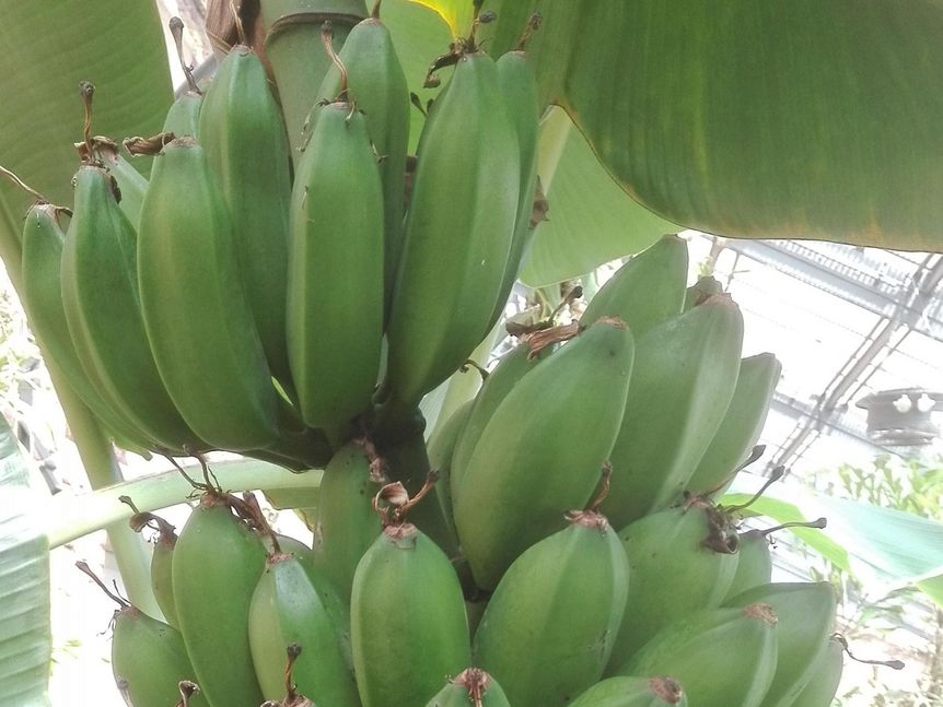 Botanischer Garten Karlsruhe, Banane
